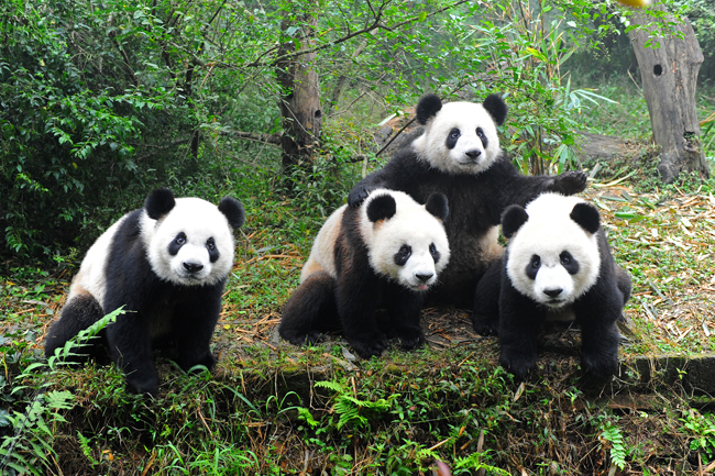 blog-chengdu-panda-research-a