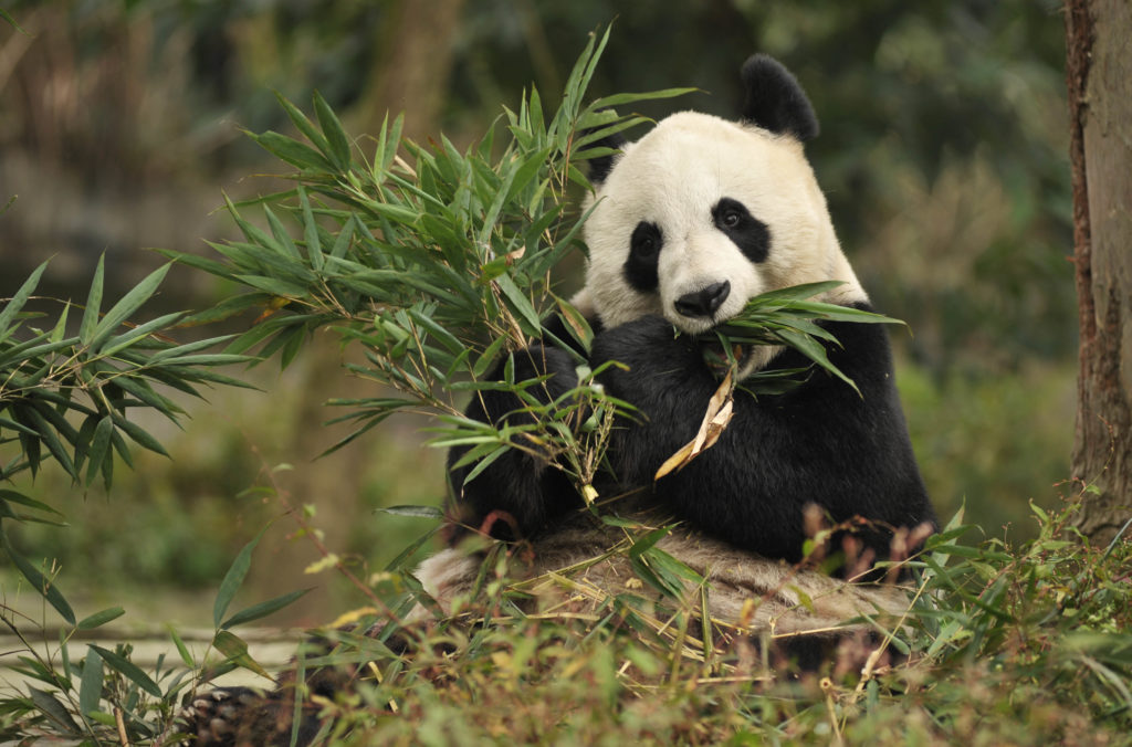 have-a-close-look-of-pandas-at-the-chengdu-research-base-of-giant-panda-breeding-m1-b5n8